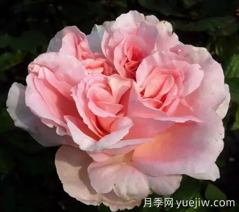 中國(guó)自育月季品種：雜種香水月季(圖28)