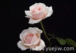 中國(guó)自育月季品種：雜種香水月季(圖33)