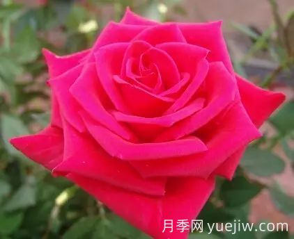 中國(guó)自育月季品種：雜種香水月季(圖35)