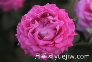 中國(guó)自育月季品種：雜種香水月季(圖37)