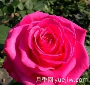 中國(guó)自育月季品種：雜種香水月季(圖36)