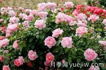 中國(guó)自育月季品種：雜種香水月季(圖41)