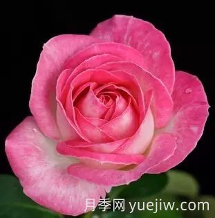 中國(guó)自育月季品種：雜種香水月季(圖40)
