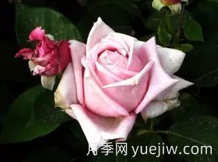 中國(guó)自育月季品種：雜種香水月季(圖43)