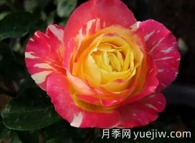 中國(guó)自育月季品種：雜種香水月季(圖45)