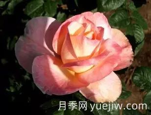 中國(guó)自育月季品種：雜種香水月季(圖49)