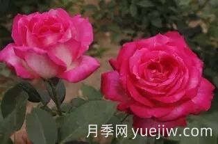 中國(guó)自育月季品種：雜種香水月季(圖46)