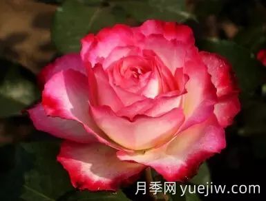 中國(guó)自育月季品種：雜種香水月季(圖48)