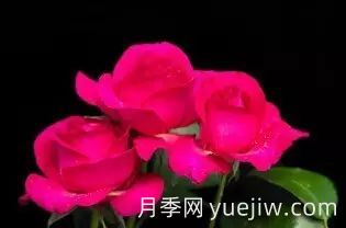 中國(guó)自育月季品種：雜種香水月季(圖50)
