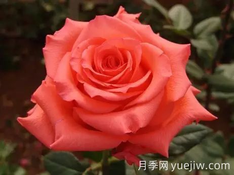 中國(guó)自育月季品種：雜種香水月季(圖53)