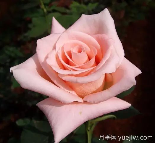 中國(guó)自育月季品種：雜種香水月季(圖58)