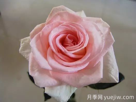 中國(guó)自育月季品種：雜種香水月季(圖60)