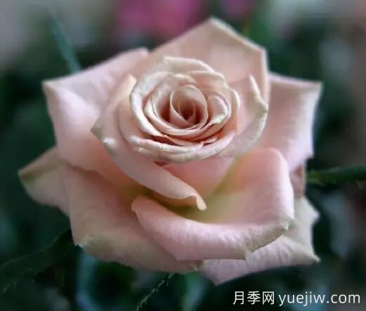 中國(guó)自育月季品種：雜種香水月季(圖61)