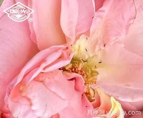 常見月季蟲害防治技術(shù)大全，趕快收藏(圖2)