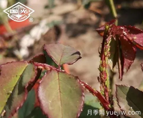 常見月季蟲害防治技術(shù)大全，趕快收藏(圖3)