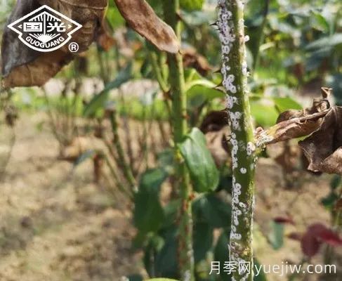 常見月季蟲害防治技術(shù)大全，趕快收藏(圖4)