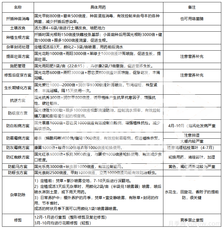 常見月季蟲害防治技術(shù)大全，趕快收藏(圖5)