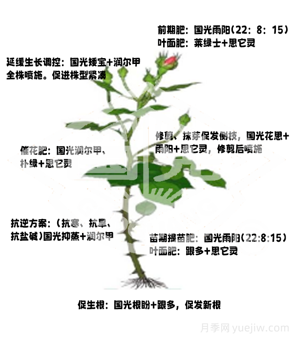 常見月季蟲害防治技術(shù)大全，趕快收藏(圖6)