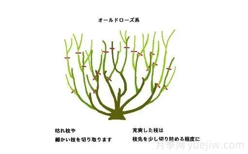 月季冬季修剪不宜過(guò)早(圖3)