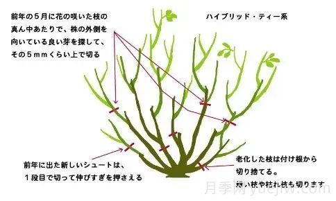月季冬季修剪不宜過(guò)早(圖2)