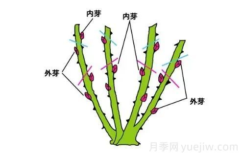 月季冬季修剪不宜過(guò)早(圖4)