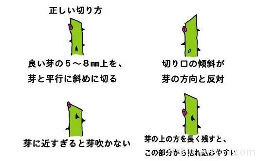 月季冬季修剪不宜過(guò)早(圖5)