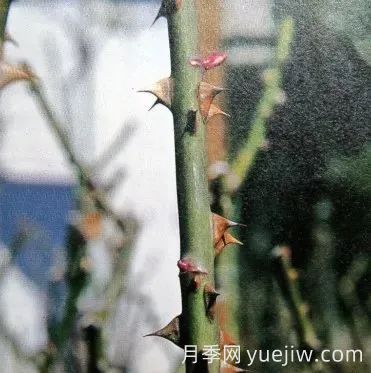 月季冬季修剪不宜過(guò)早(圖6)