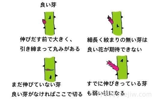 月季冬季修剪不宜過(guò)早(圖7)