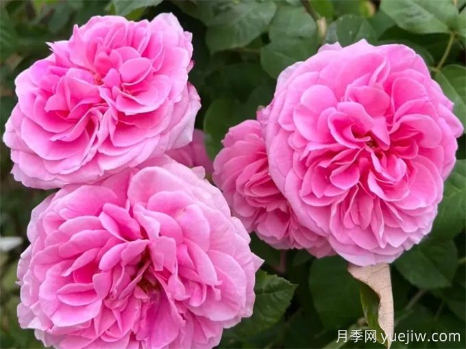 格特魯?shù)陆芑鶢栐录?，花艷香濃，花期長抗病強(圖1)