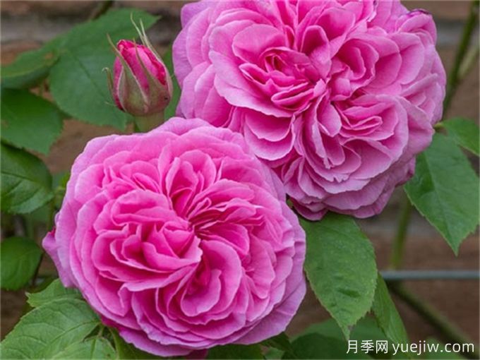 格特魯?shù)陆芑鶢栐录?，花艷香濃，花期長抗病強(圖2)