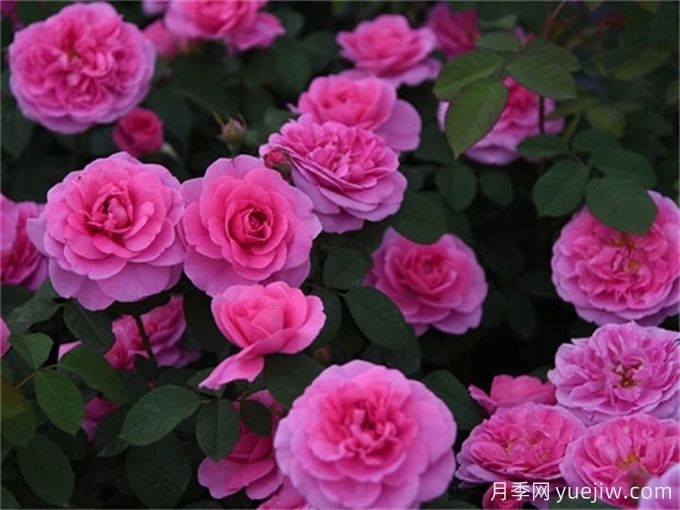 格特魯?shù)陆芑鶢栐录?，花艷香濃，花期長抗病強(圖3)