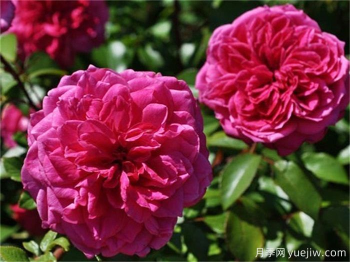 花界三絕：月季、玫瑰與薔薇的綺麗綻放(圖2)