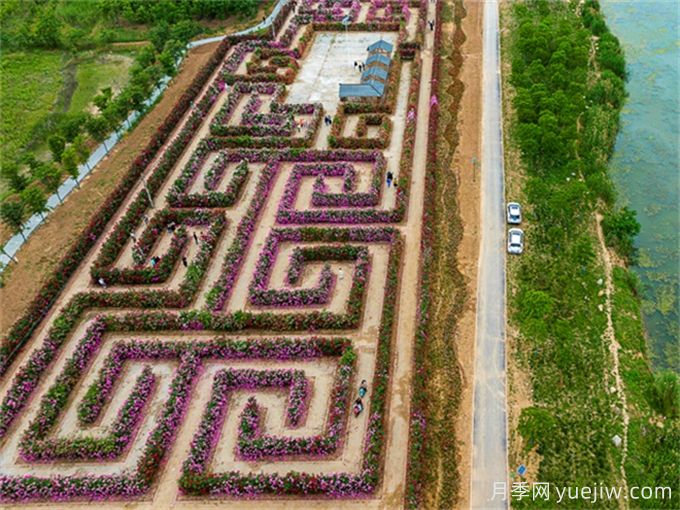 阜陽(yáng)城北月季迷宮，7447平方米花墻等你賞(圖1)