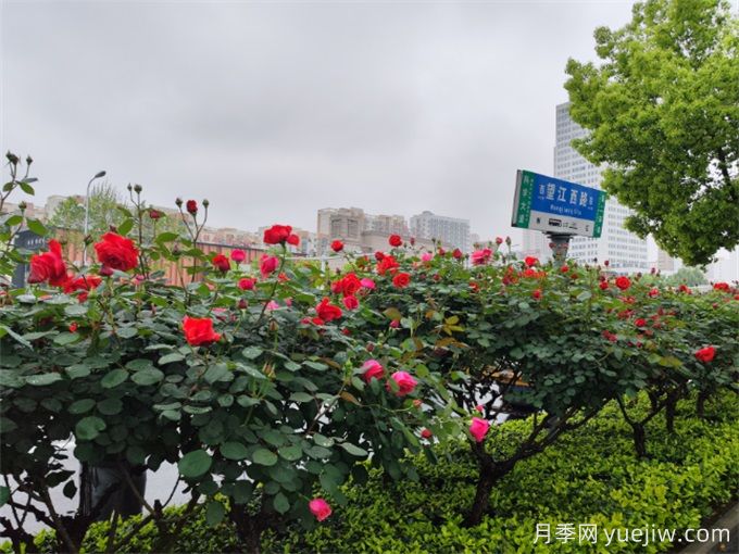 合肥樹狀月季大道，大朵月季扮靚城市風景(圖3)