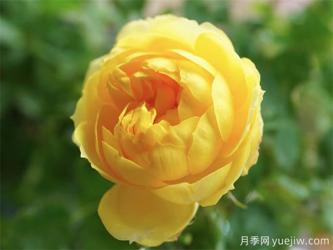 ***適合陽臺養(yǎng)的10種月季，開花超級多！(圖4)