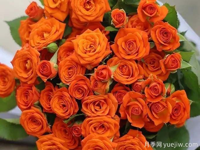 橙色芭比月季，溫暖活潑的多頭玫瑰(圖1)