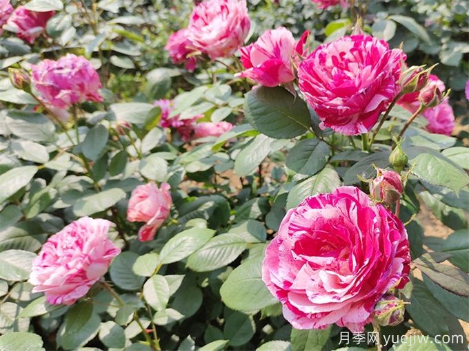 實(shí)用的養(yǎng)花技巧，適合養(yǎng)殖月季花(圖2)