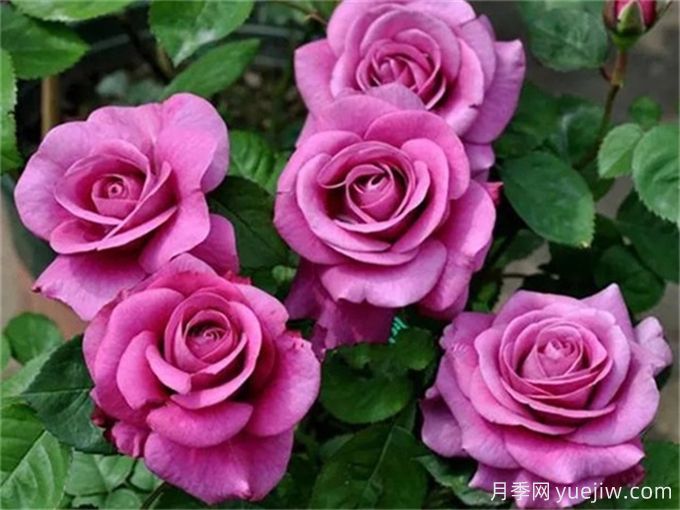 沒(méi)院子不能養(yǎng)月季花？小型月季照樣美爆陽(yáng)臺(tái)！(圖3)