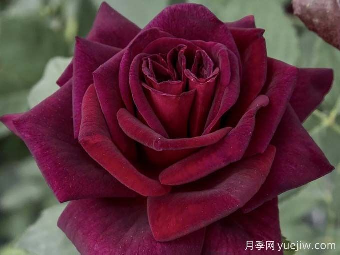 推薦10款玫昂的優(yōu)秀月季，懶人月季天花板(圖9)