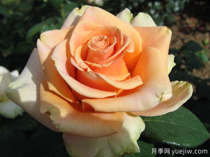 10種以人物命名的月季，每一種都能驚艷到你(圖1)