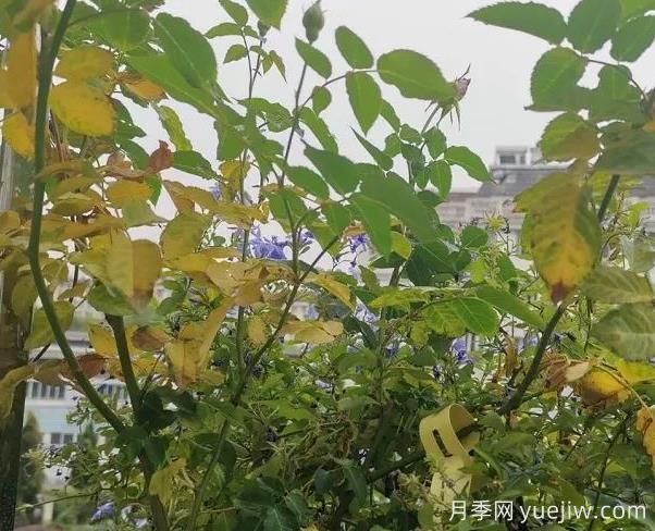 月季突然出現(xiàn)大量黃葉怎么辦？感染了煙煤病(圖1)