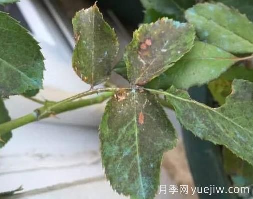 月季突然出現(xiàn)大量黃葉怎么辦？感染了煙煤病(圖2)