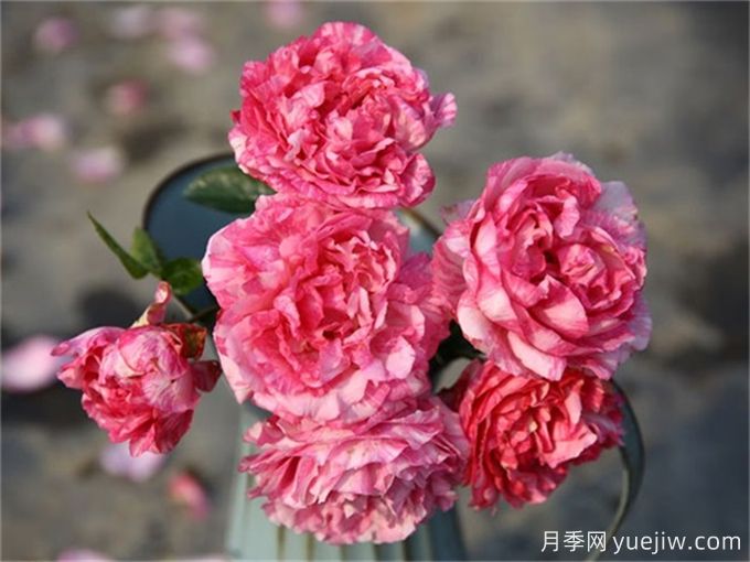 伊芙月季品種有很多，分享5種好看好養(yǎng)(圖3)