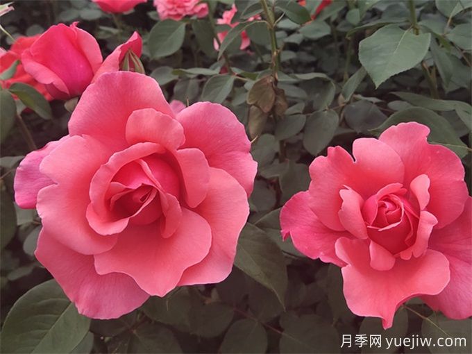 把月季養(yǎng)死，那是這8個(gè)坑一定踩過(guò)！(圖1)