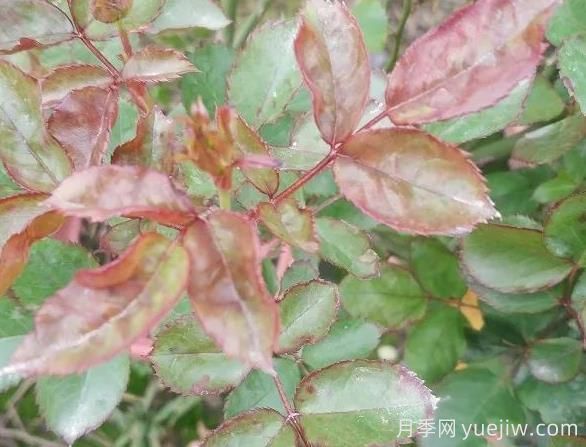 月季水害與肥害區(qū)分？常見(jiàn)月季黃葉原因(圖2)