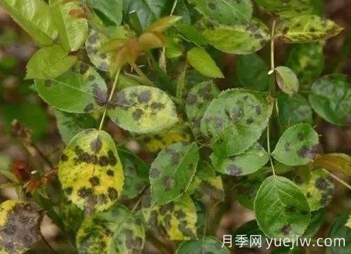 月季水害與肥害區(qū)分？常見(jiàn)月季黃葉原因(圖3)
