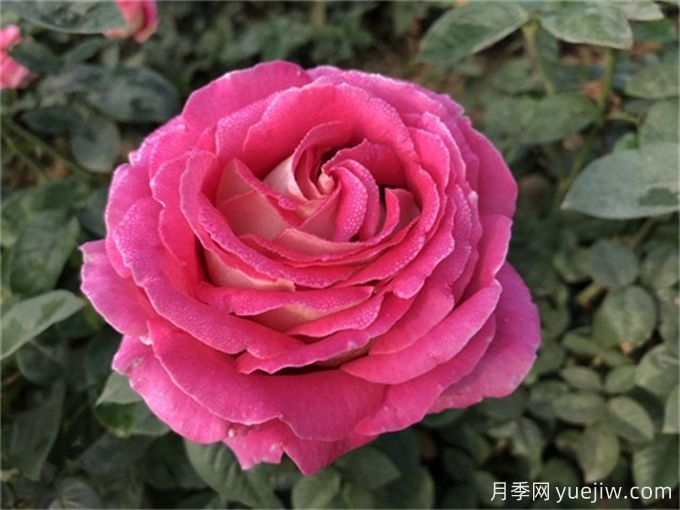 描寫(xiě)月季花的好句好段，作文用得上(圖1)