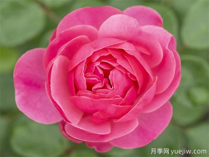 粉色達芬奇月季，粉嫩少女心的灌木月季(圖3)
