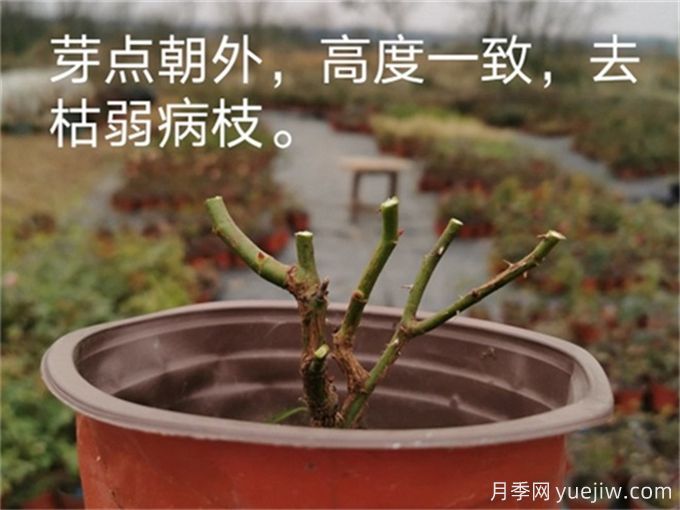 月季的冬季如何管理？怎樣使盆栽月季花開不斷？(圖2)