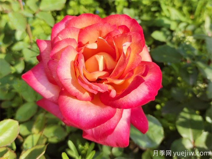 88個花卉基本知識點，必須收藏(圖1)